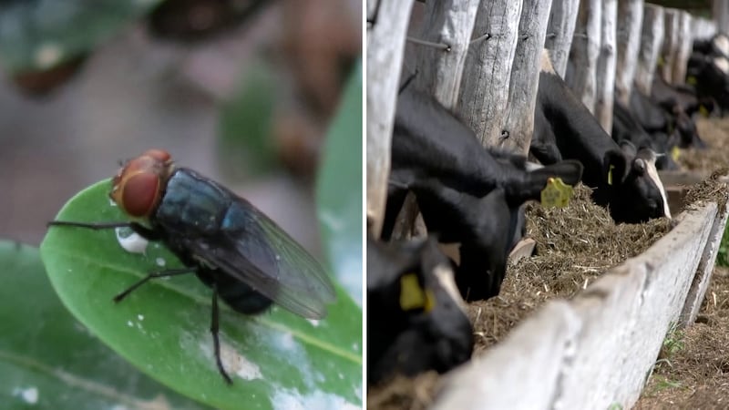 The parasite targets livestock, wildlife, and, in rare cases, humans by burrowing into the...