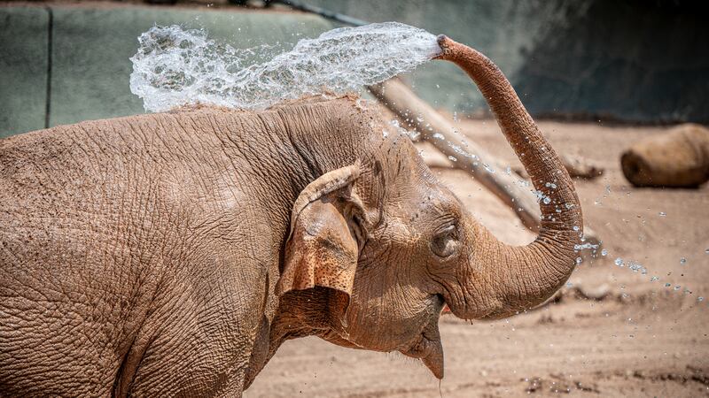 The Phoenix Zoo plans to honor Indu's memory by supporting conservation efforts targeting...