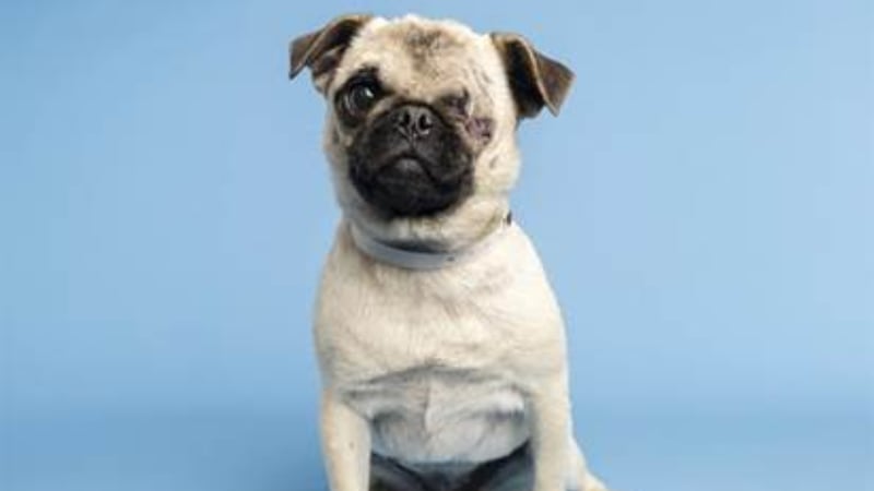 One of the adorable pups that’s ready to find her family is Colonel Cabbage, a one-eyed pug.