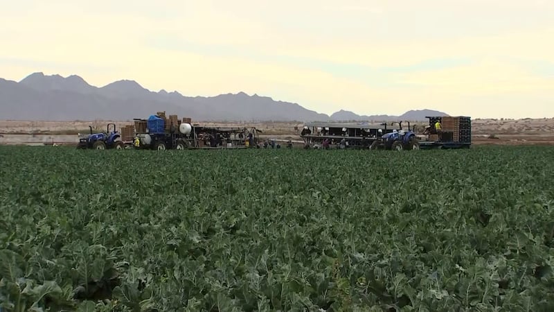 Farmers in Yuma are facing high costs to bring in labor through the H-2A visa program.