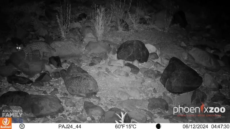 Specialists have confirmed that a rare ocelot was spotted on a trail camera in southern Arizona.