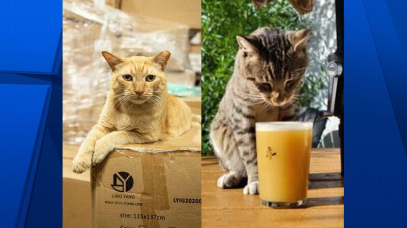 The Arizona Humane Society has cats available for "work". The cats can help manage pest...