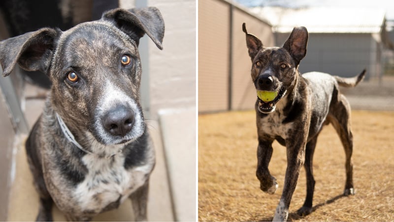 Pepper is a 11-year-old dog hoping to find his forever home