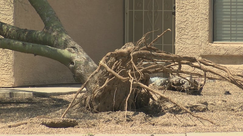 A tree uprooted in the Marana area