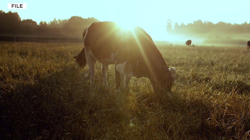 The lack of rain is making it tough for many Arizona ranchers.