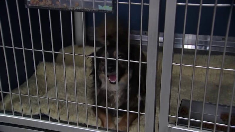 While they strive to remain a no-kill shelter, the Humane Society of Yuma said it recently had...