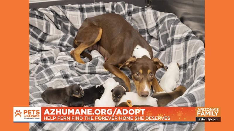 Meet Fern, a shy pup who is looking for a family to call her own after raising her own family!