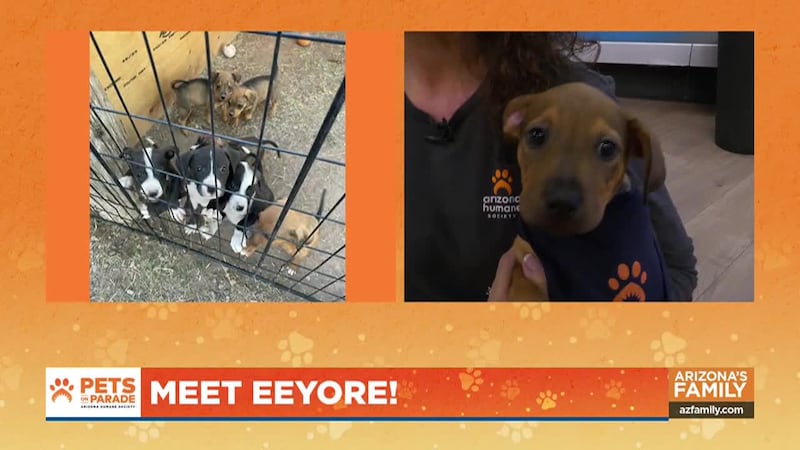 Meet Eeyore and Rue, the snuggliest pups inspired by Winnie the Pooh characters, ready for...