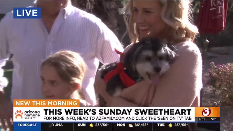 Four pups will represent Arizona in this year's puppy bowl, and two of them are up for...