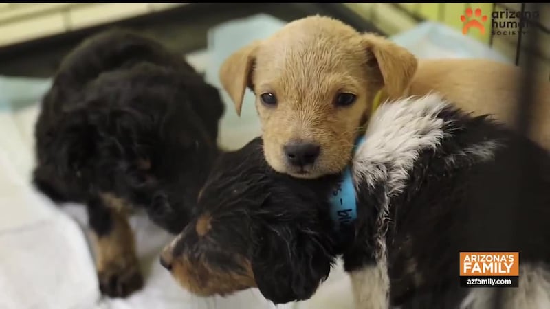 Happy National Train Your Dog Month! From couch surfers in need of extra love to the first...