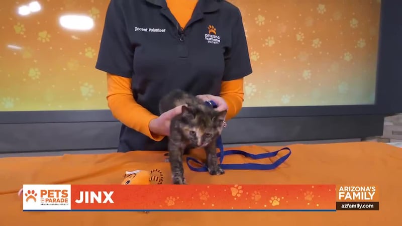 Meet the spunky Jinx, one of many pets available for adoption at the Arizona Humane Society in...