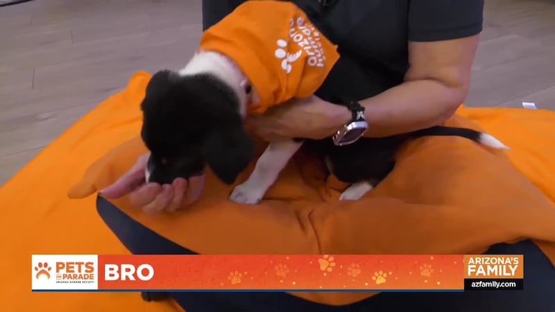 Welcome to the first Pets on Parade episode of 2025! Join Joe Cusatos from the Arizona Humane...
