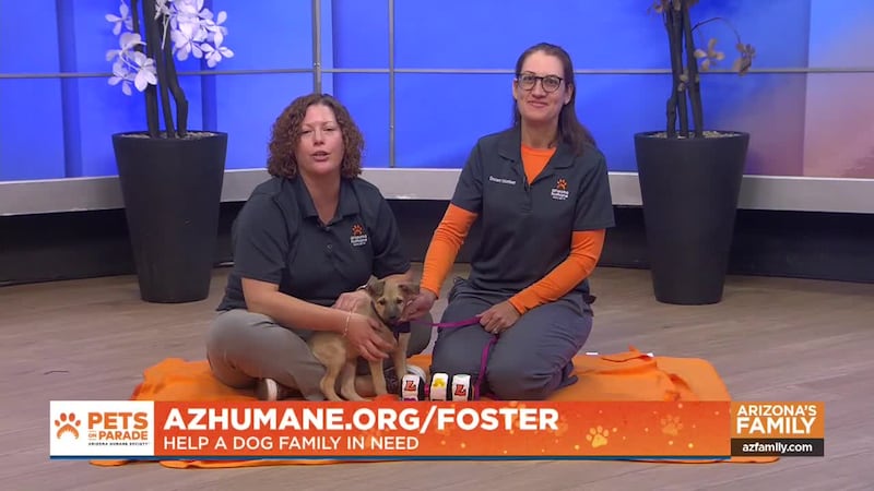 Meet a few adorable pitties in honor of National Pit Bull Awareness Month, as well as an...