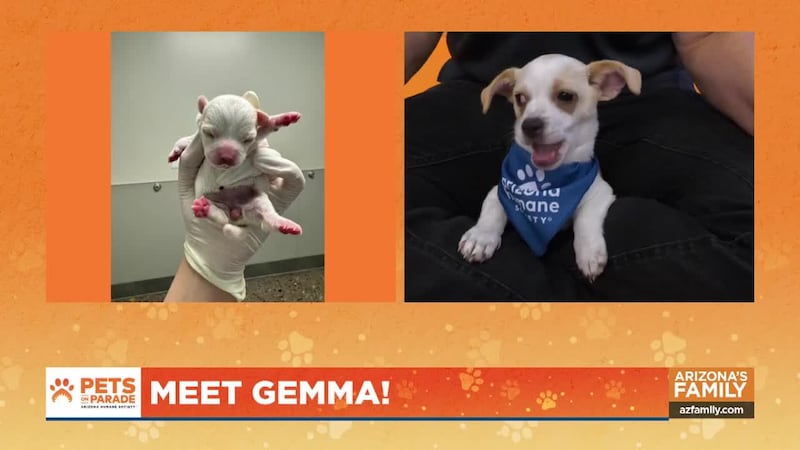 Learn what it’s like working at the Arizona Humane Society and other ways you can make a...