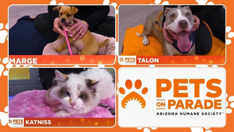 Adoptable pets in the Phoenix metro area. See the many ways you can help improve the lives of...