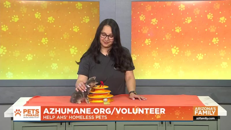 Volunteers are the cornerstone of the lifesaving work done at the Arizona Humane Society!...