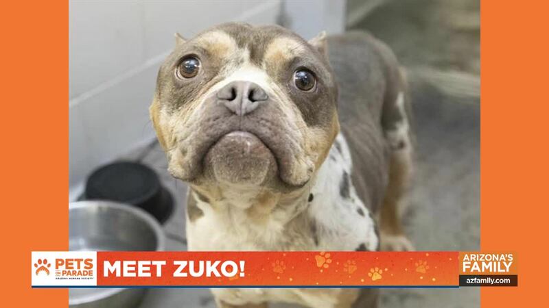 We're celebrating St. Patrick's Day with the Arizona Humane Society on Pets on Parade! You’ll...