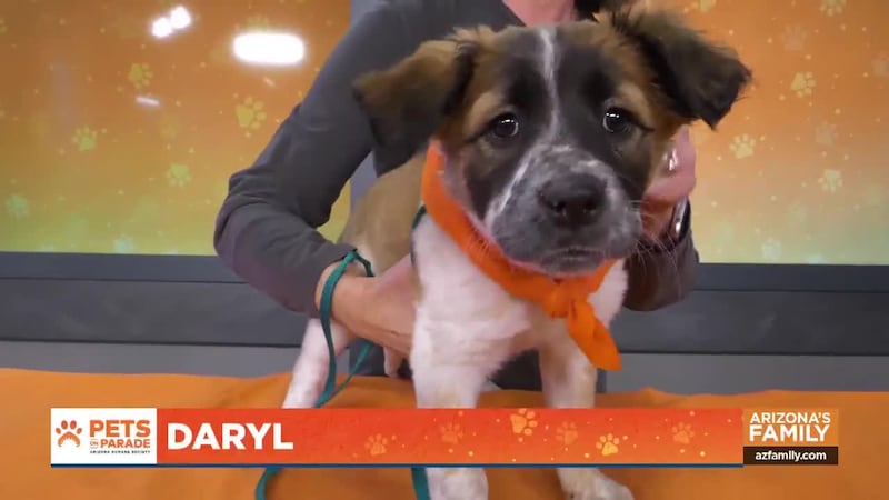 Celebrate World Spay Day by learning how fixing your pet not only reduces the homeless pet...