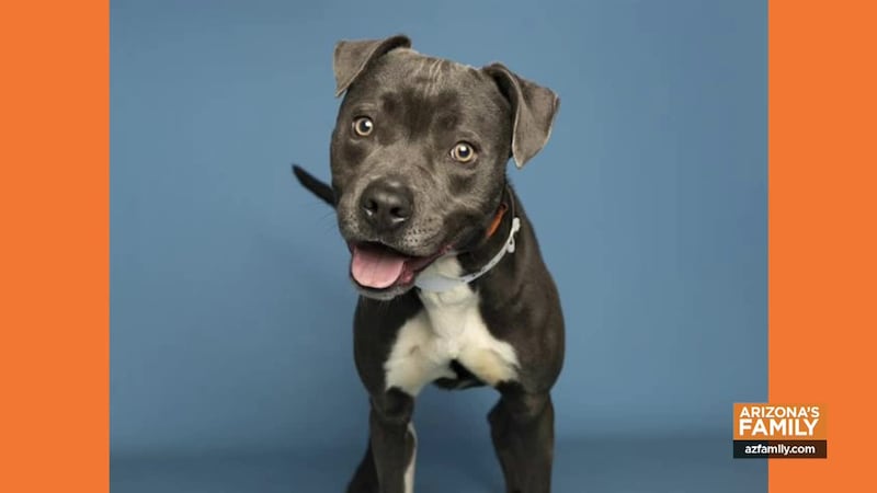 How you can help homeless pets like Grimme, a long-timer at the Arizona Humane Society, and a...