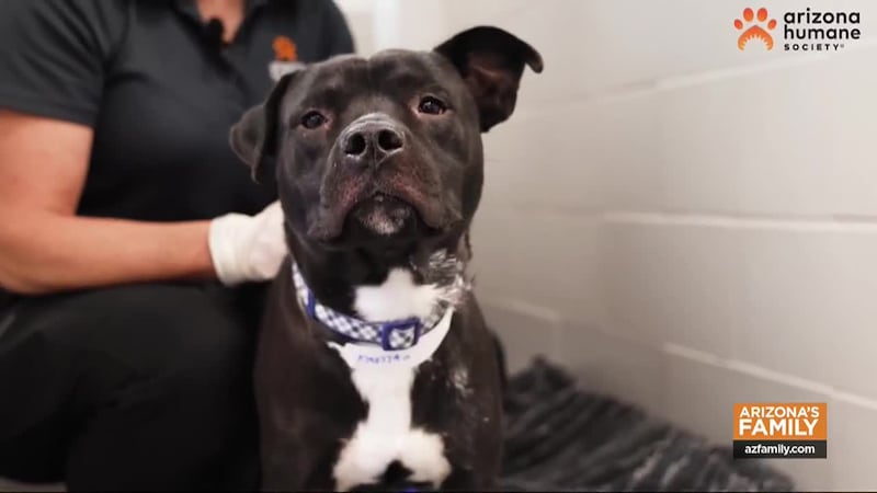 On this week’s Pets on Parade, we’re two-steppin’ to save homeless pets’ lives thanks to an...