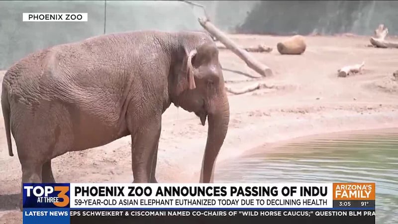 Zoo officials announced on Thursday the passing of 59-year-old Indu, an Asian elephant that's...