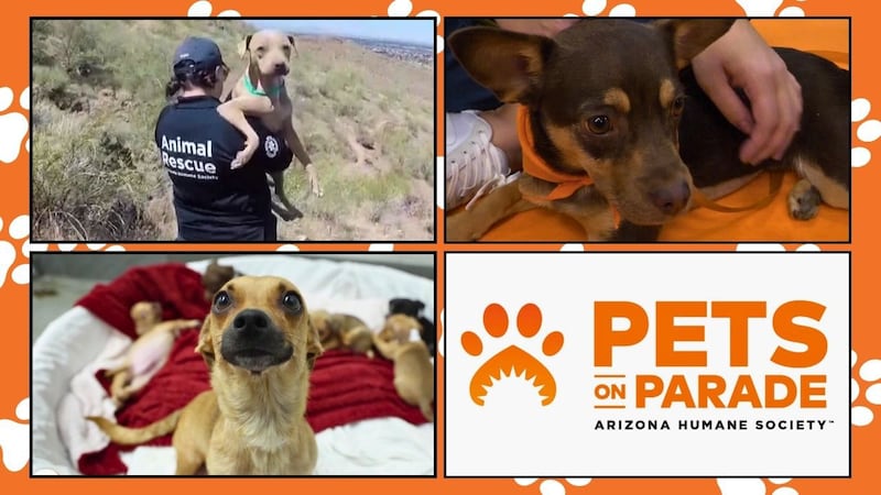 2024 was a big year for the Arizona Humane Society. Check out the top 5 rescue and adoption...