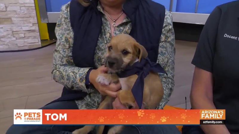 Join us on this episode of Pets on Parade to discover how your support is making a difference...