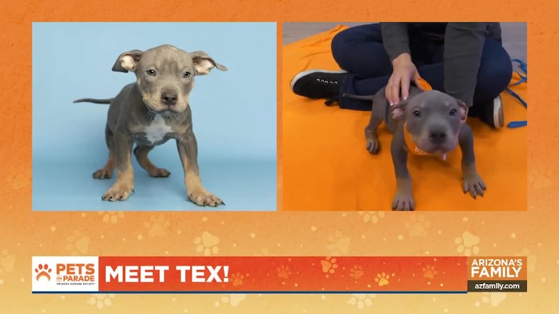 Bottle baby puppies and kittens as far as the eye can see! From tiny little fluff balls to a...