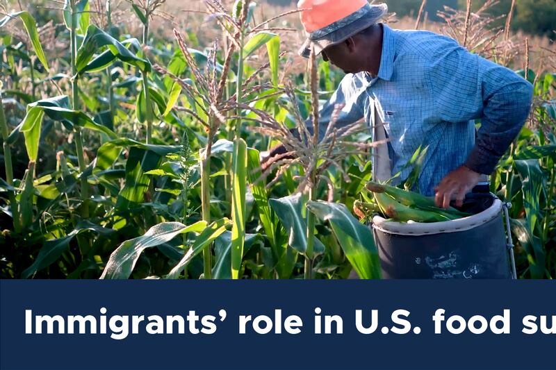 New data examines immigrants’ role in U.S. food supply
