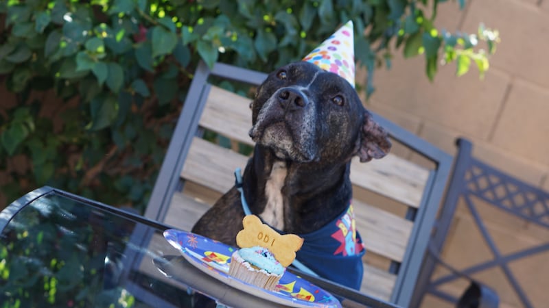 The grant will allow the Arizona Humane Society to help many beloved dogs and their families,...