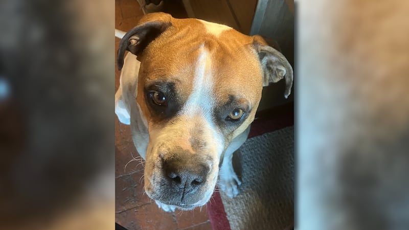 Fritz Neuhauser said he lost his dog Luigi to a poisoning in Tucson.
