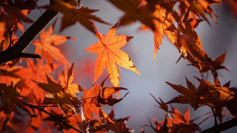 If you’d like to get out and see some pretty fall colors before it gets too chilly, here’s a...