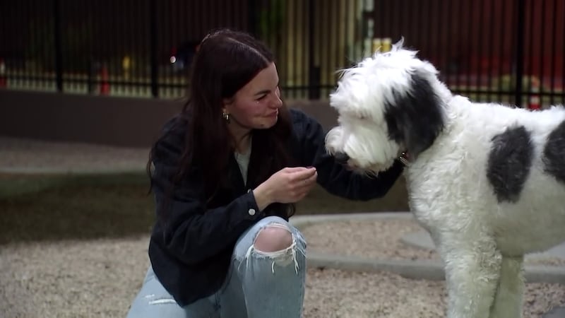 Rags, an English Sheepdog stolen from an Alabama woman last year, has now been reunited with...