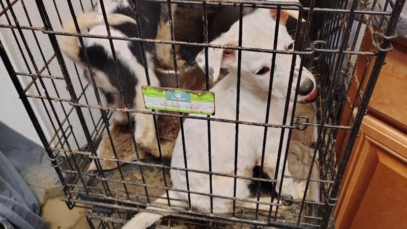 Samantha DiGiandomenico says she saw crates stacked high and animals sitting in their own filth.