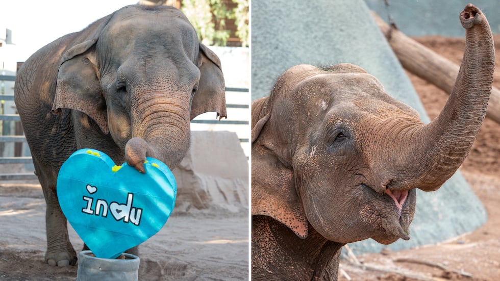 Indu, a 59-year-old Asian elephant, passed away on Thursday morning, surrounded by her...