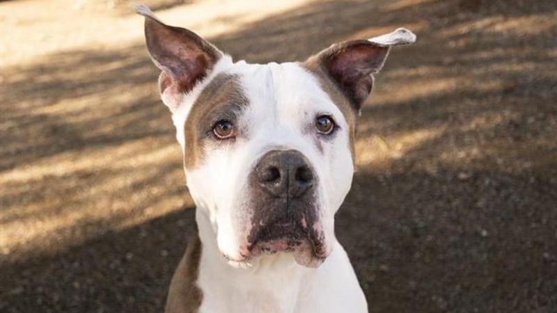 The friendly pooch has “a heart as large as his paws” and loves to be active, such as hiking...
