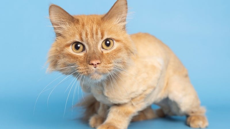 Keaton is now looking for his furever home at AHS’ Nina Mason Pulliam South Mountain Campus.
