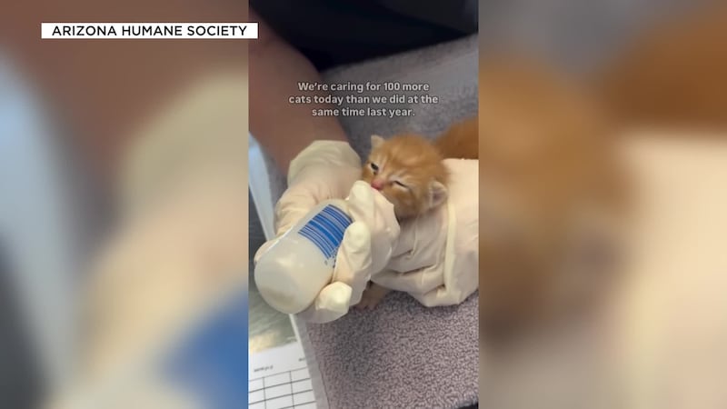When seven newborn kittens were found stuck in a ceiling, so the Arizona Humane Society came...